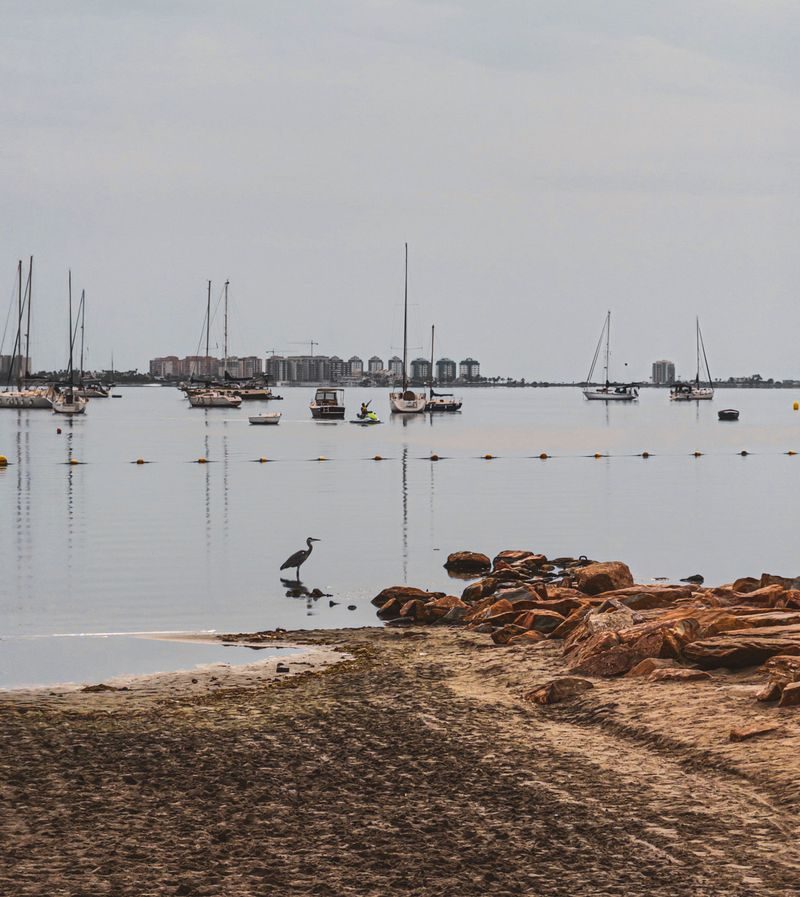 Voiliers et héron sur la rive du Mar Menor, à Santiago de la Ribera